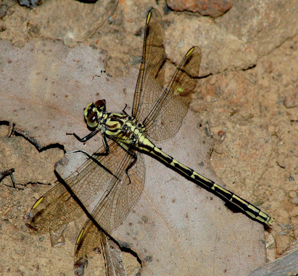 Spotting Image 1