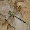 Yellow-striped Hunter