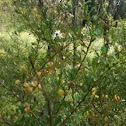 Blackthorn