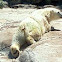 Polar bear