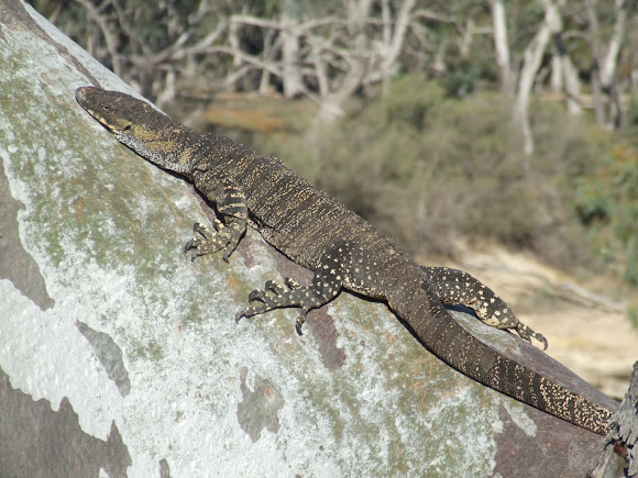 Spotting Image 1