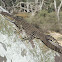 Goanna