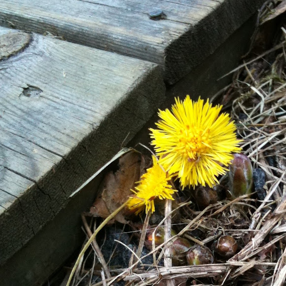 Spotting Image 1