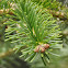Weeping Silver Fir