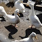 Crested Peking Duck