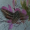 White-lined Sphinx