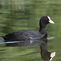 Eurasian Coot - Lyska černá