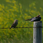 Brown-headed Cowbird