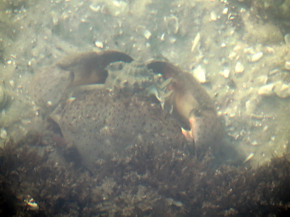 Spotting Image 1