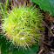 wild maracuja
