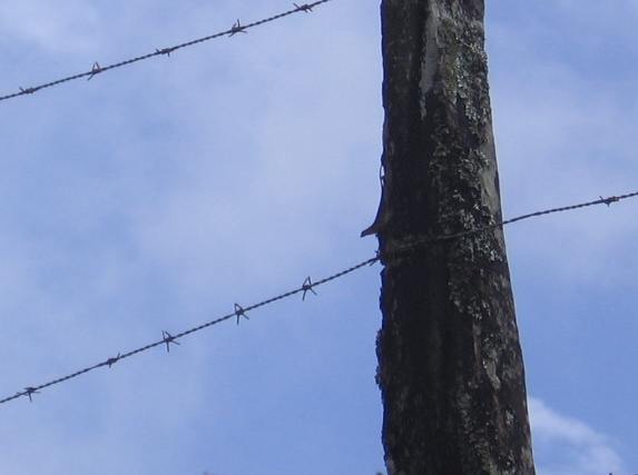 Dry Forest Anole