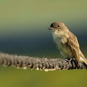 Eastern Phoebe