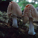 Firerug Inkcap