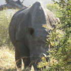 Pointed or hooked lip of the black rhinoceros