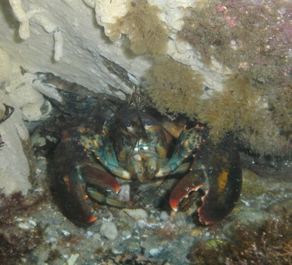 Spotting Image 1