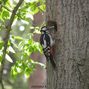 Great Spotted Woodpecker
