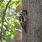 Great Spotted Woodpecker