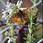 Variegated Fritillary