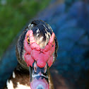 Pato - Muscovy Duck