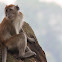 Long Tailed Macaque