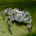 Jumping spider (male)