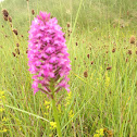 Pyramidal Orchid