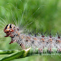 Gypsy Moth Caterpillar