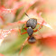 black ant