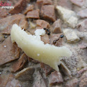 Ants