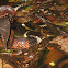 Aquatic coral snake