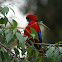 Crimson Rosella