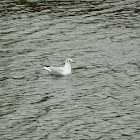 Black-headed gull