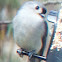 Tufted Titmouse