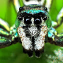 Jumping Spider