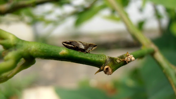 Spotting Image 1