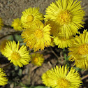 Coltsfoot