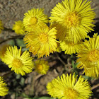 Coltsfoot