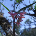 Orquidea