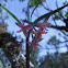 Orquidea