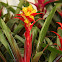 Guzmania Bromeliad 'Kapoho Flame'