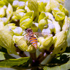 Syrphid Fly