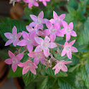 Penta (pink)