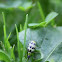 Spotted Cucumber Beetle