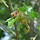 Swiss wildlife
