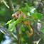 Haselmaus / Hazel Dormouse