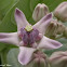 crown flower