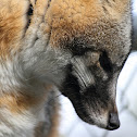 Gray Fox