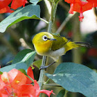 Oriental White-eye