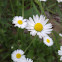 Common daisy