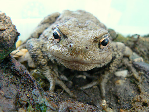 Toad disapproves